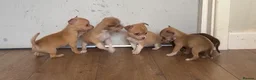 Chihuahua dogs for sale: CHIHUAHUA PUPPIES 3 only available now  - Advert 14