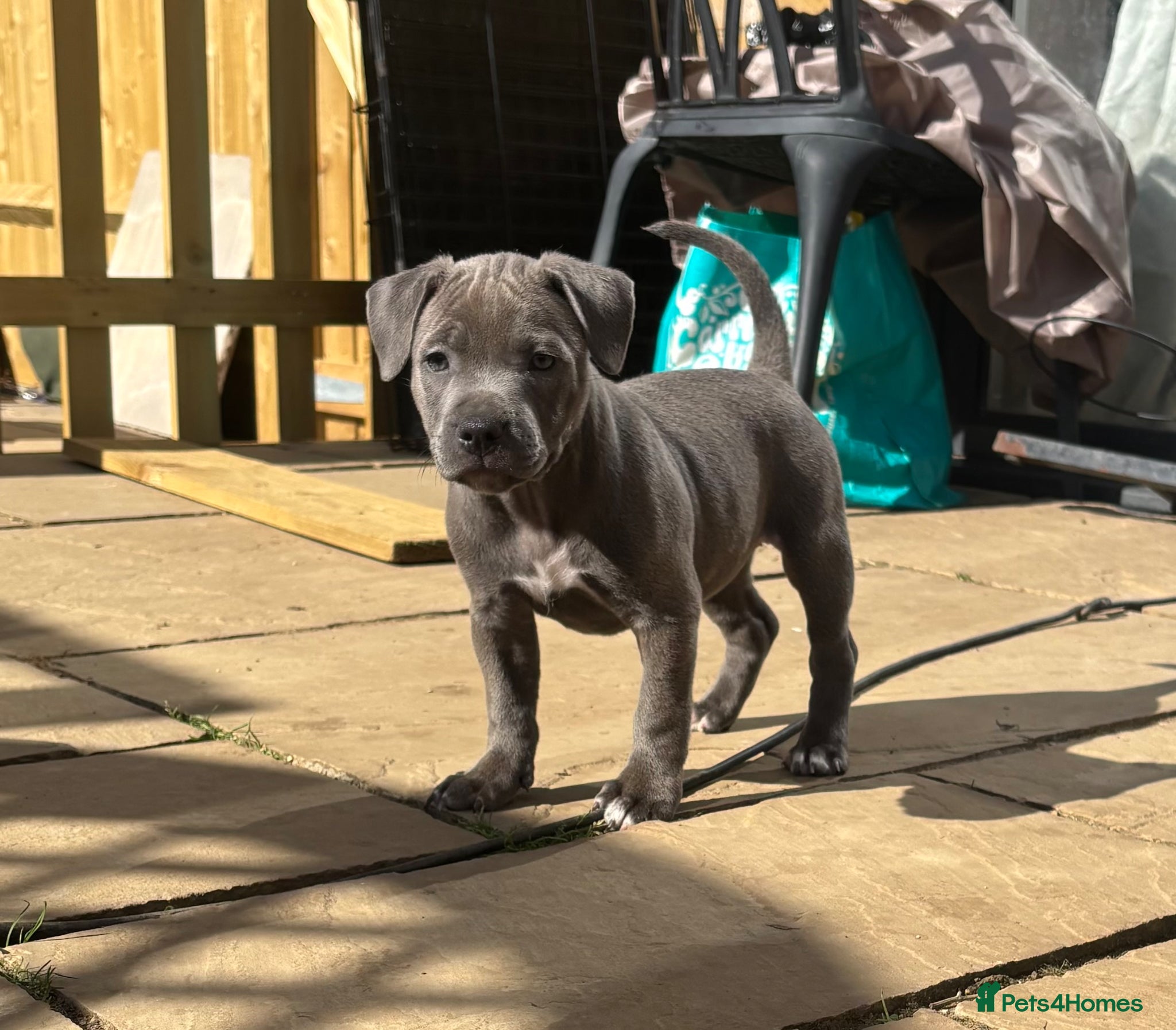 Staffordshire Bull Terrier dogs Beautiful Staffordshire Bull Terrier Puppies - Advert 9