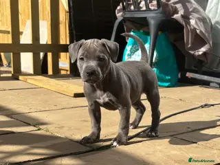 Staffordshire Bull Terrier dogs Beautiful Staffordshire Bull Terrier Puppies - Advert 9