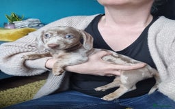 Miniature Dachshund dogs for sale: Last Girl left Stunning Miniature Dachshund Puppy - Image 21