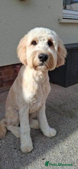 Goldendoodle dogs 12 month old beautiful boy - Advert 13