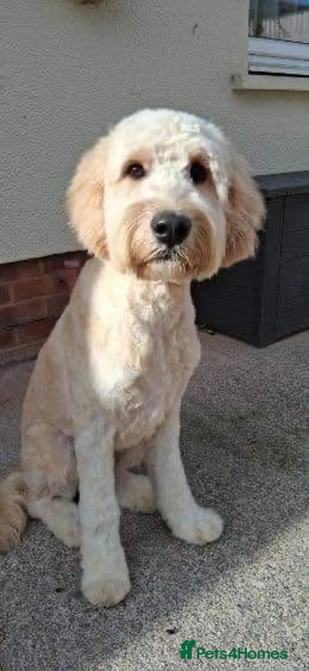 Goldendoodle dogs for sale: 12 month old beautiful boy in Watchet - Advert 1
