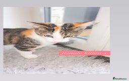 Mixed Breed cats for sale: female kitten - Image 1