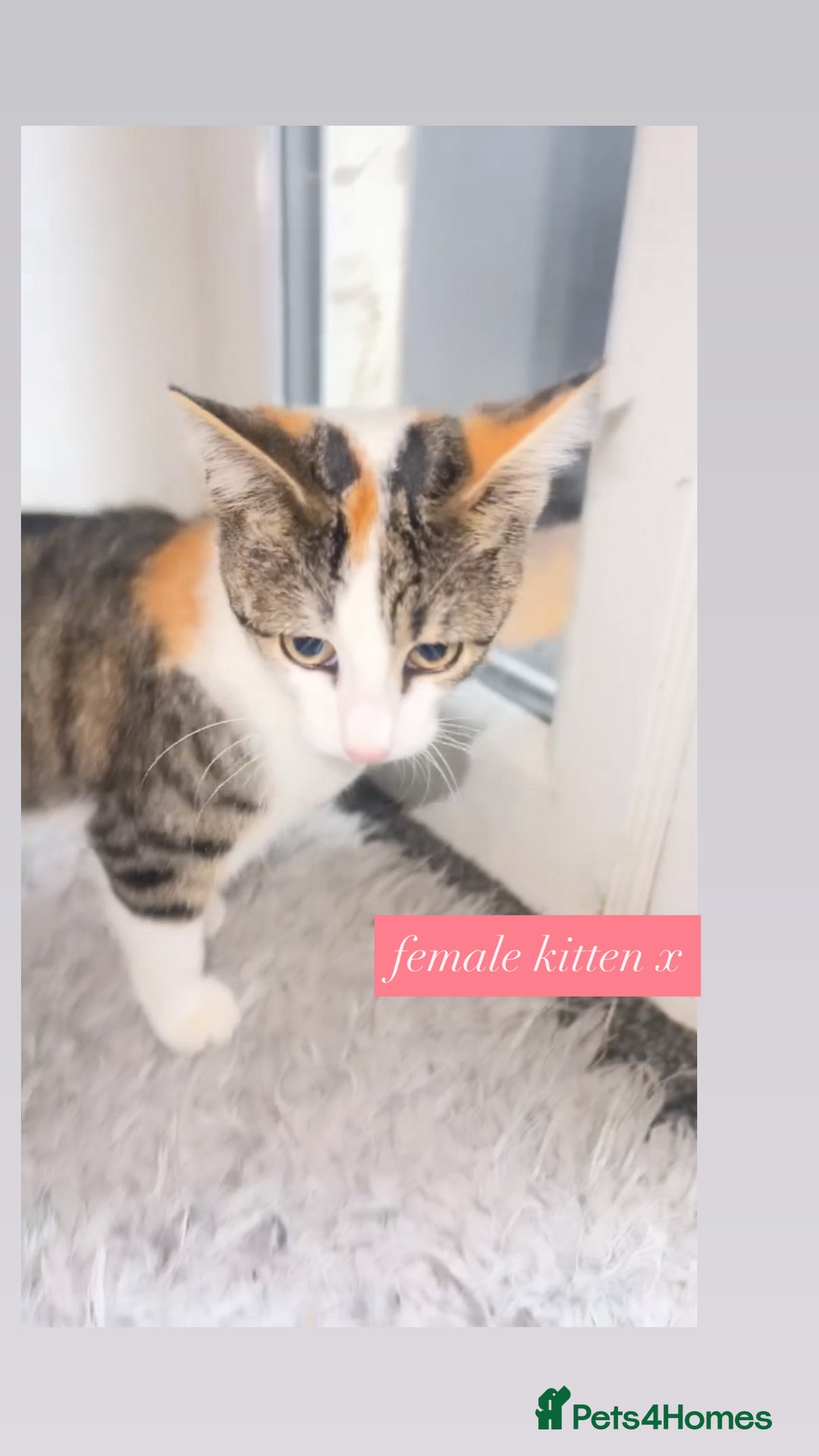 Mixed Breed cats for sale: female kitten - Image 1