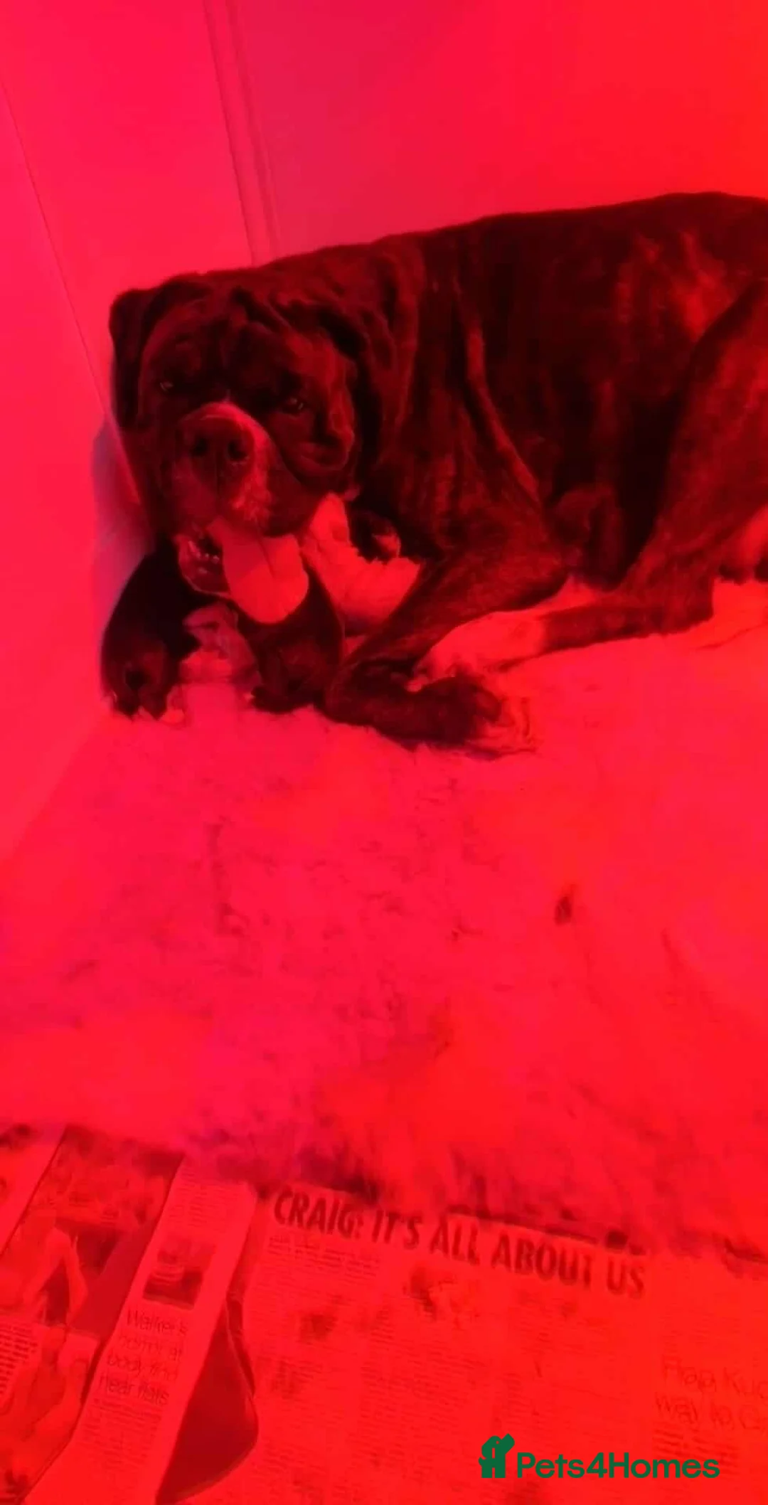 Boxer dogs for sale: Kc Reg Brindle Boy - Advert 7