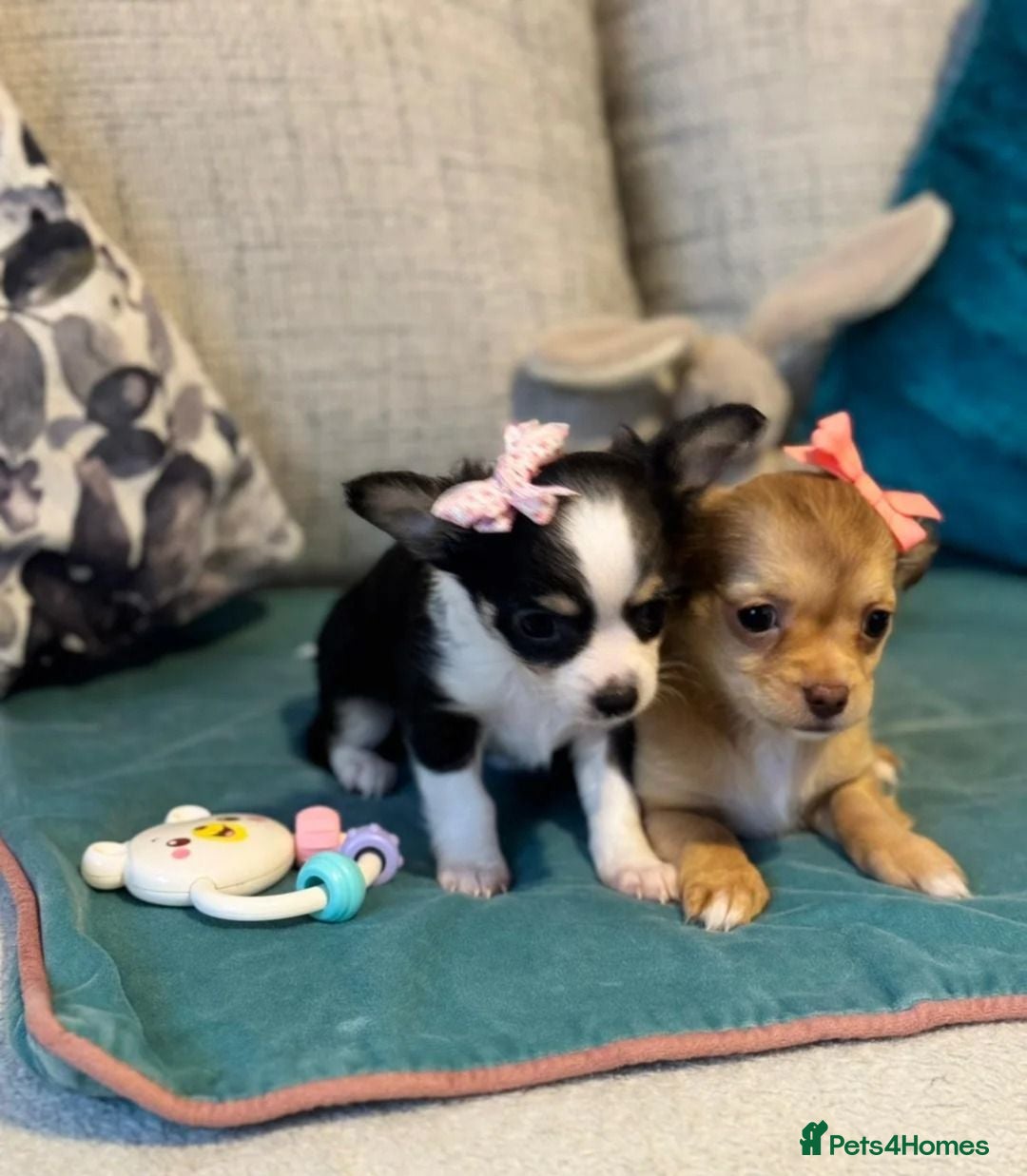 Chihuahua dogs Beautiful Long-Haired Chihuahua Puppies - Advert 1