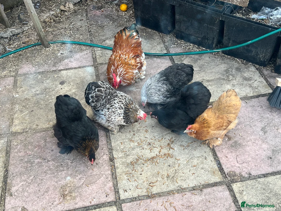 Chickens poultry for sale: Pure breed Pekin chicken eggs, quail hatching eggs - Advert 1
