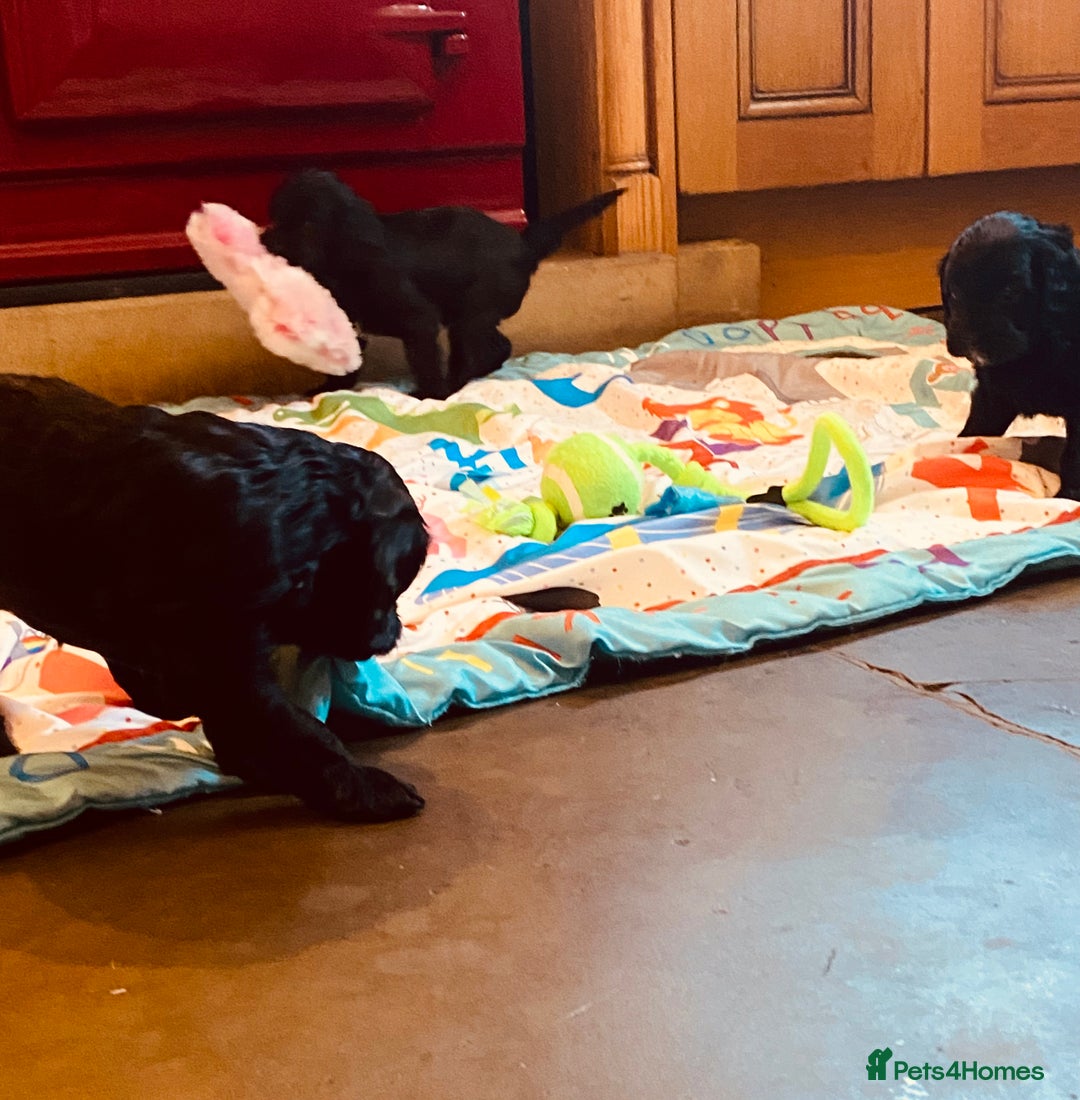 Cavapoo dogs for sale: F1 boys, licensed breeder, health tested parents - Image 5