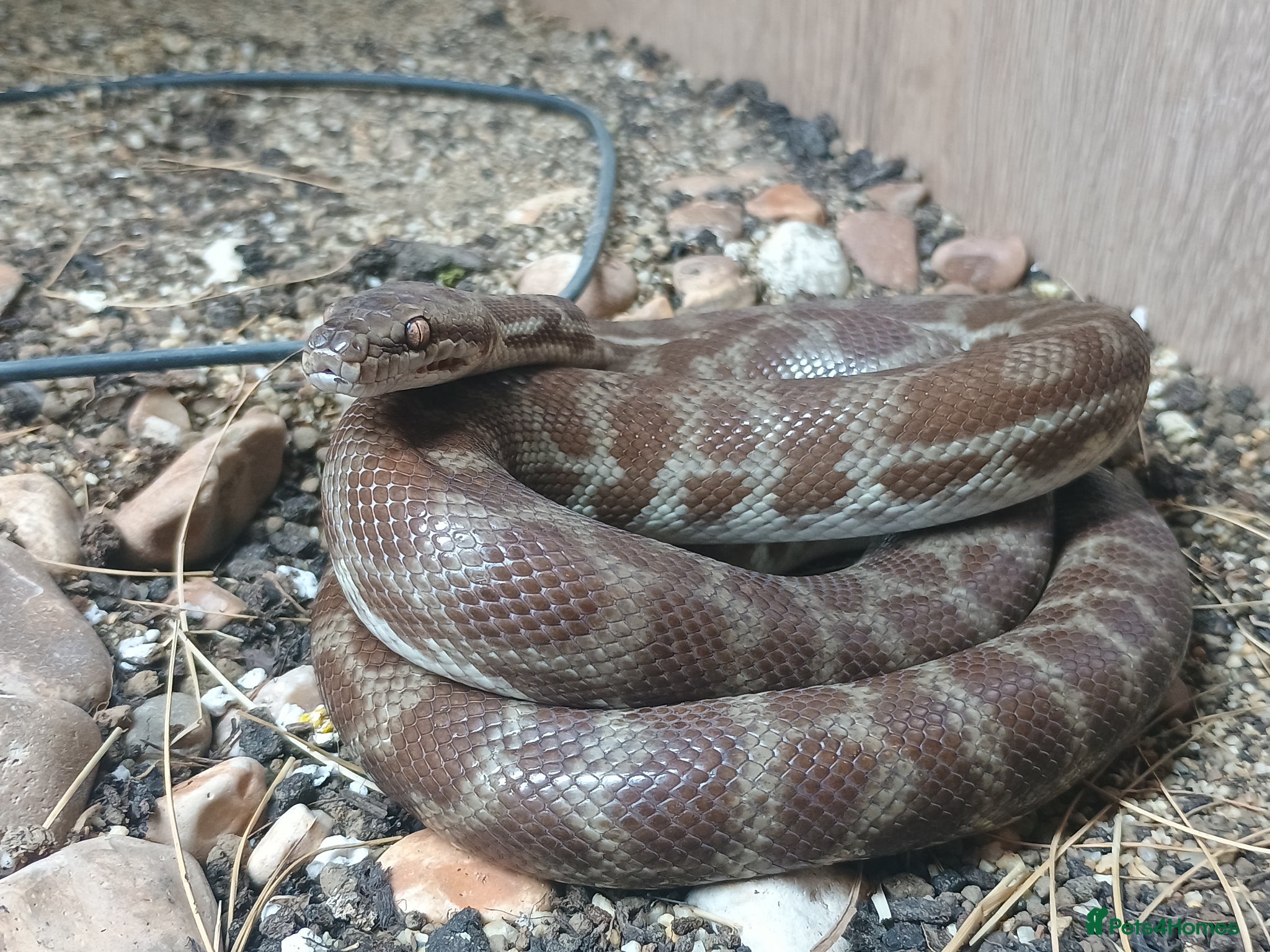 Python Snake reptiles 1.1 CB22 Unrelated Stimson's Python Pair  - Advert 2