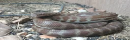 Python Snake reptiles for sale: 1.1 CB22 Unrelated Stimson's Python Pair  in Tamworth - Advert 2