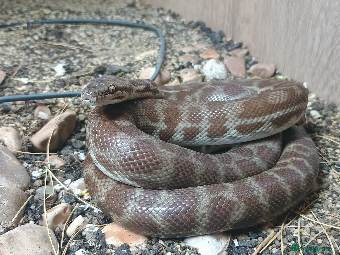Python Snake reptiles for sale: 1.1 CB22 Unrelated Stimson's Python Pair  in Tamworth - Advert 2
