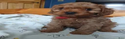 Cavapoo dogs for sale: Cavapoo puppies for sale - Advert 3
