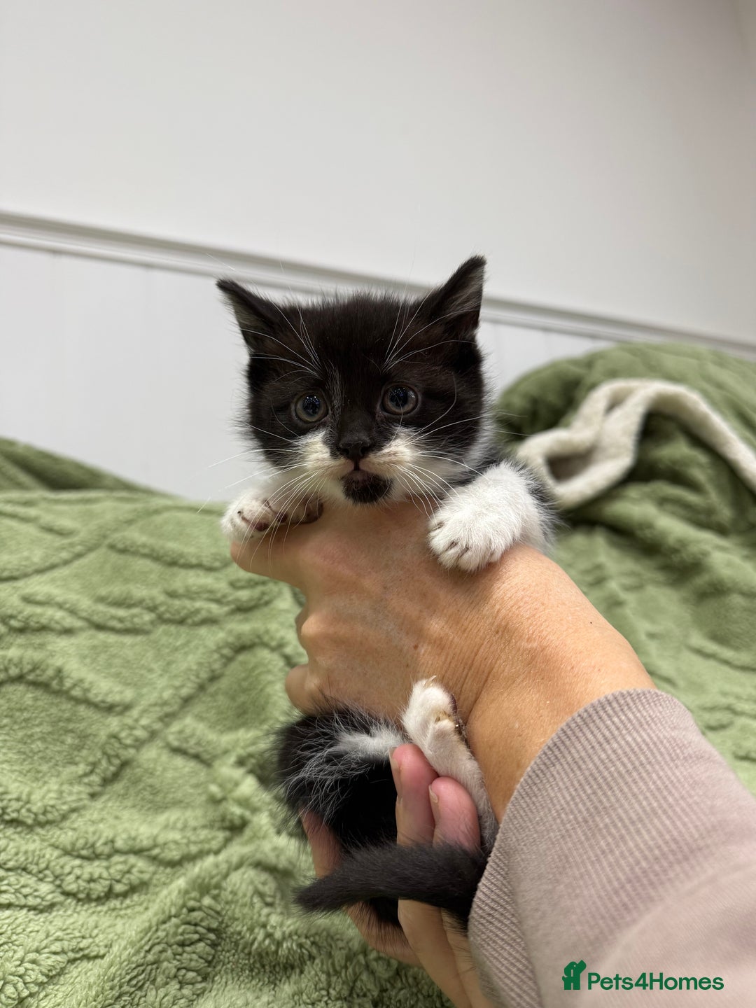 Mixed Breed cats for sale: Beautiful black and white kittens - Advert 3