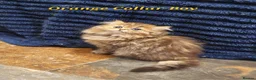 Persian cats for sale: 💖Beautiful Pedigree Chinchilla Persian Kittens.  - Advert 15