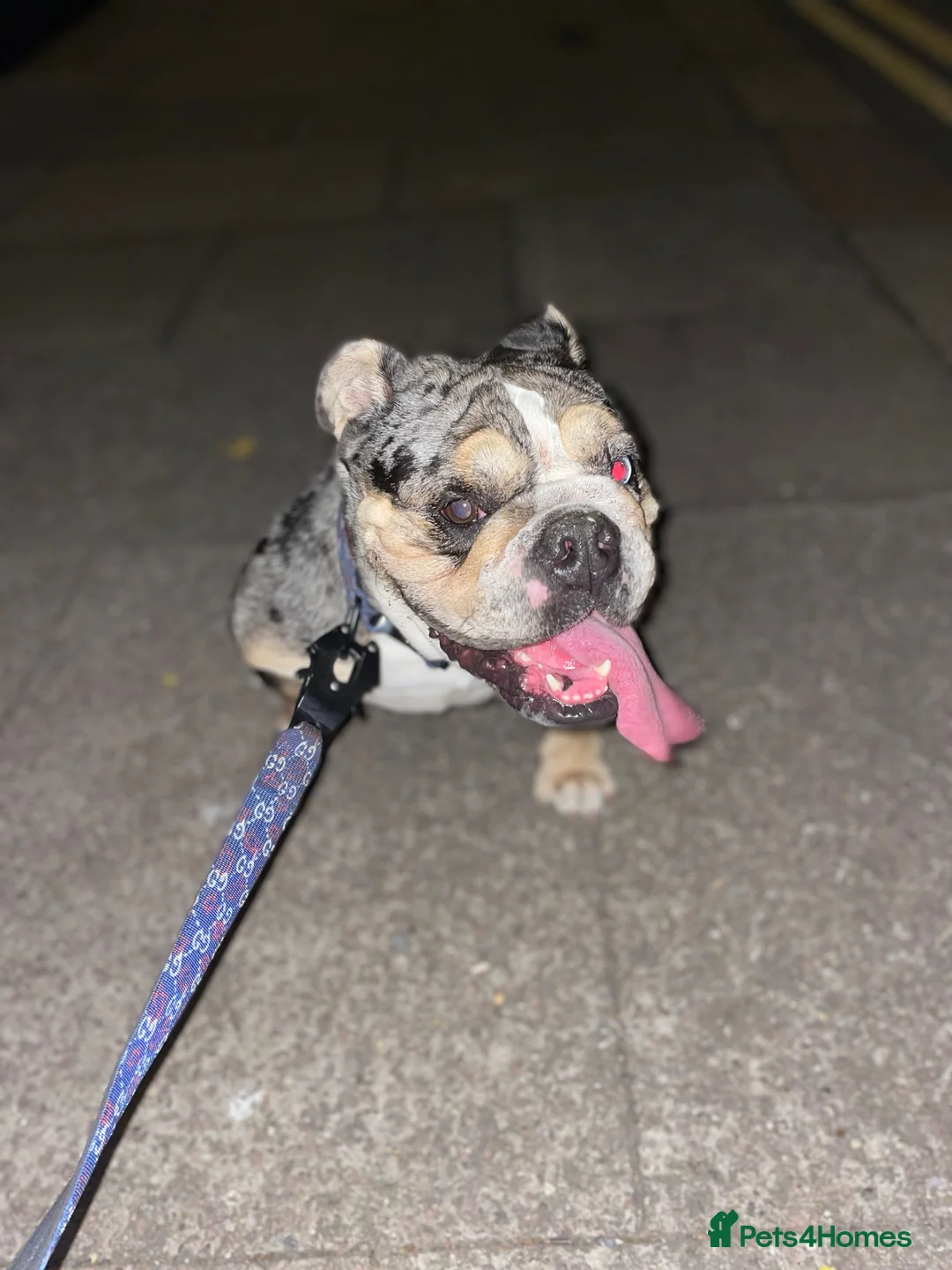 English Bulldog dogs for sale: English bulldog in Northampton - Advert 3