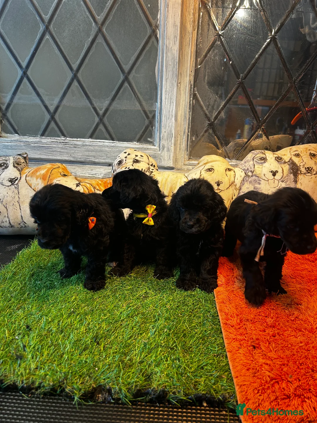 Cockapoo dogs for sale:  Northampton Cockapoos. Adorable F1 puppies - Advert 15