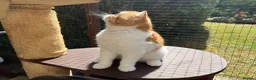 Exotic cats for sale: Gorgeous Red Tabby/White Exotic Boy - Advert 9