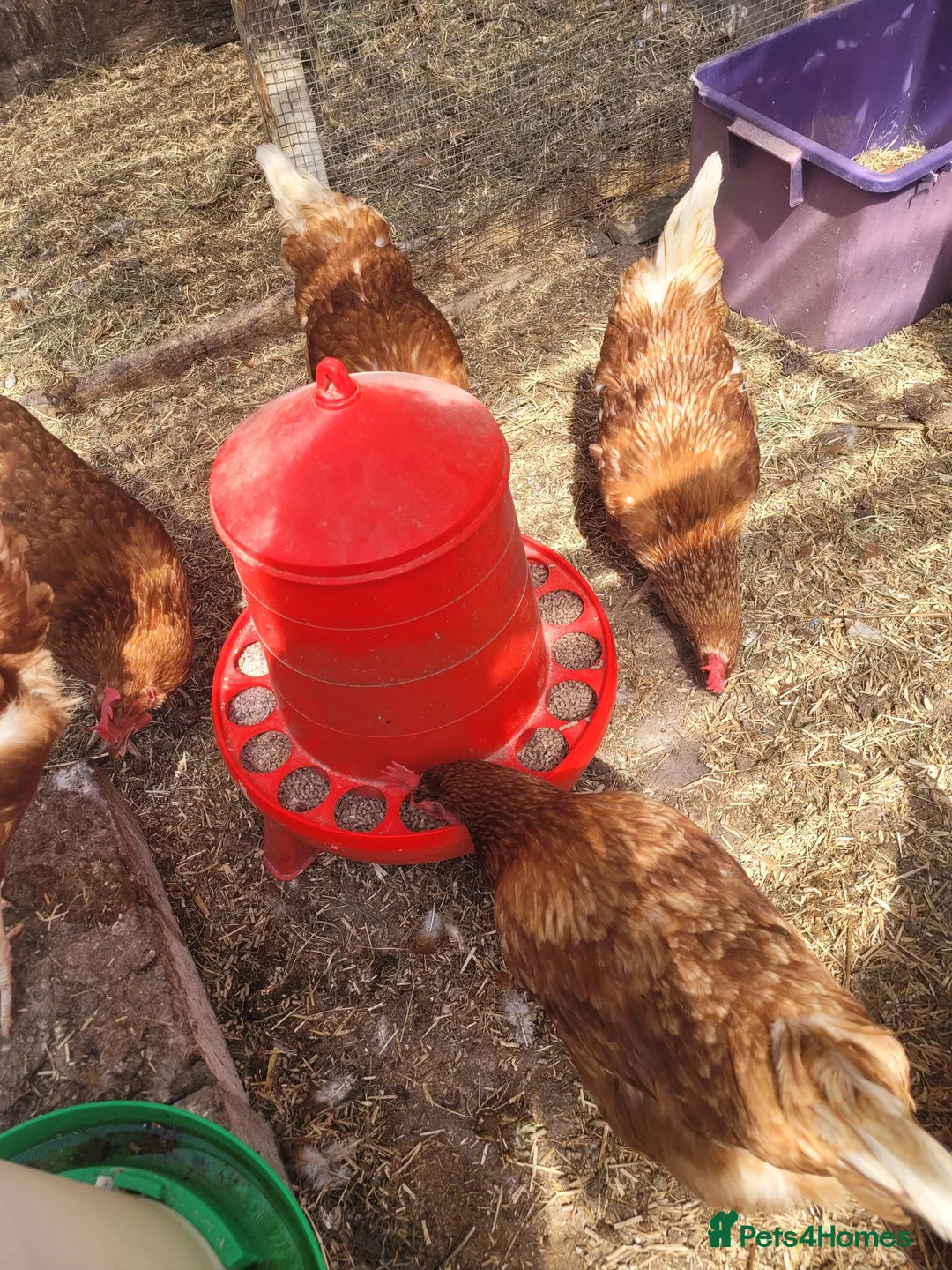 Hens poultry for sale: 6 warren hens for sale, - Advert 7