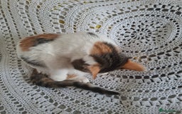 British Shorthair cats for sale: domestic kittens to sale - Image 4