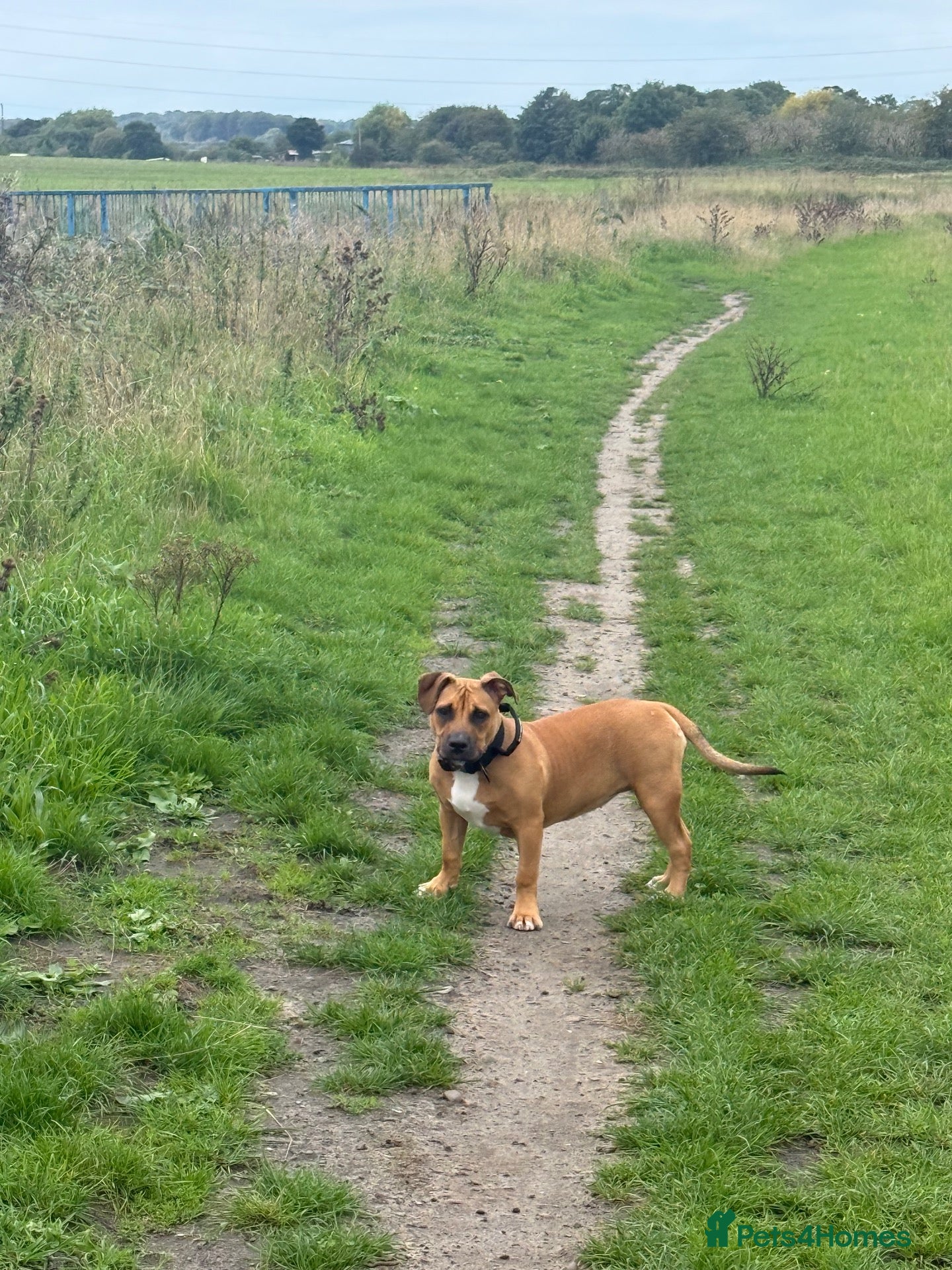 Mixed Breed dogs for sale: 10 Month Old Staffordshire Bull Terrier  - Advert 7