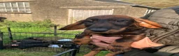 Dachshund dogs for sale: Kennel Club Reg Wirehaired Dachshund Teckel pups - Advert 11