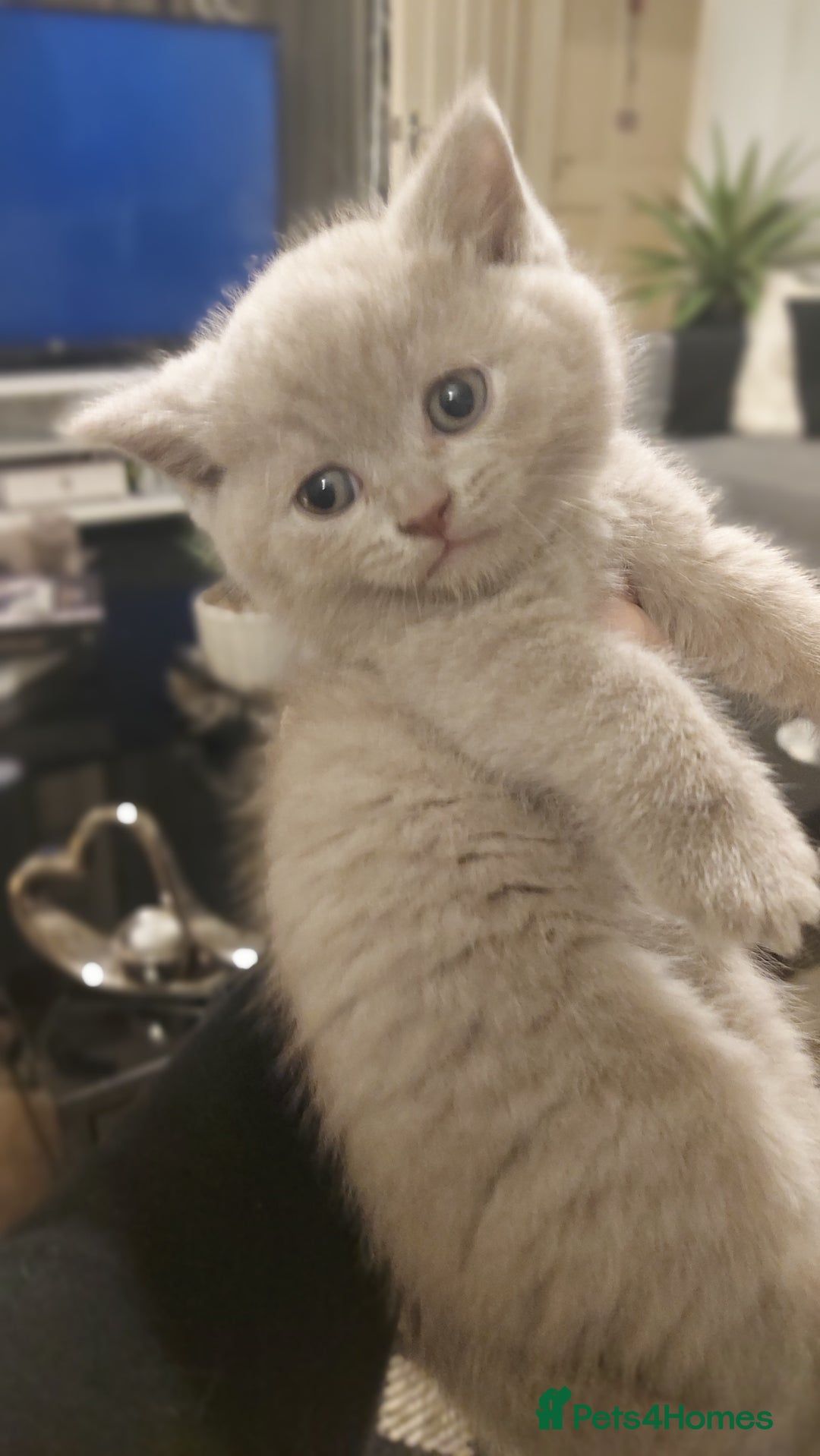 British Shorthair cats for sale: STUNNING BSH LILAC KITTENS 3 MALES/1 FEMALE  - Advert 23