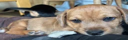 Mixed Breed dogs for sale: Jack Russell Mix Breed Puppies in Woodbridge - Advert 7