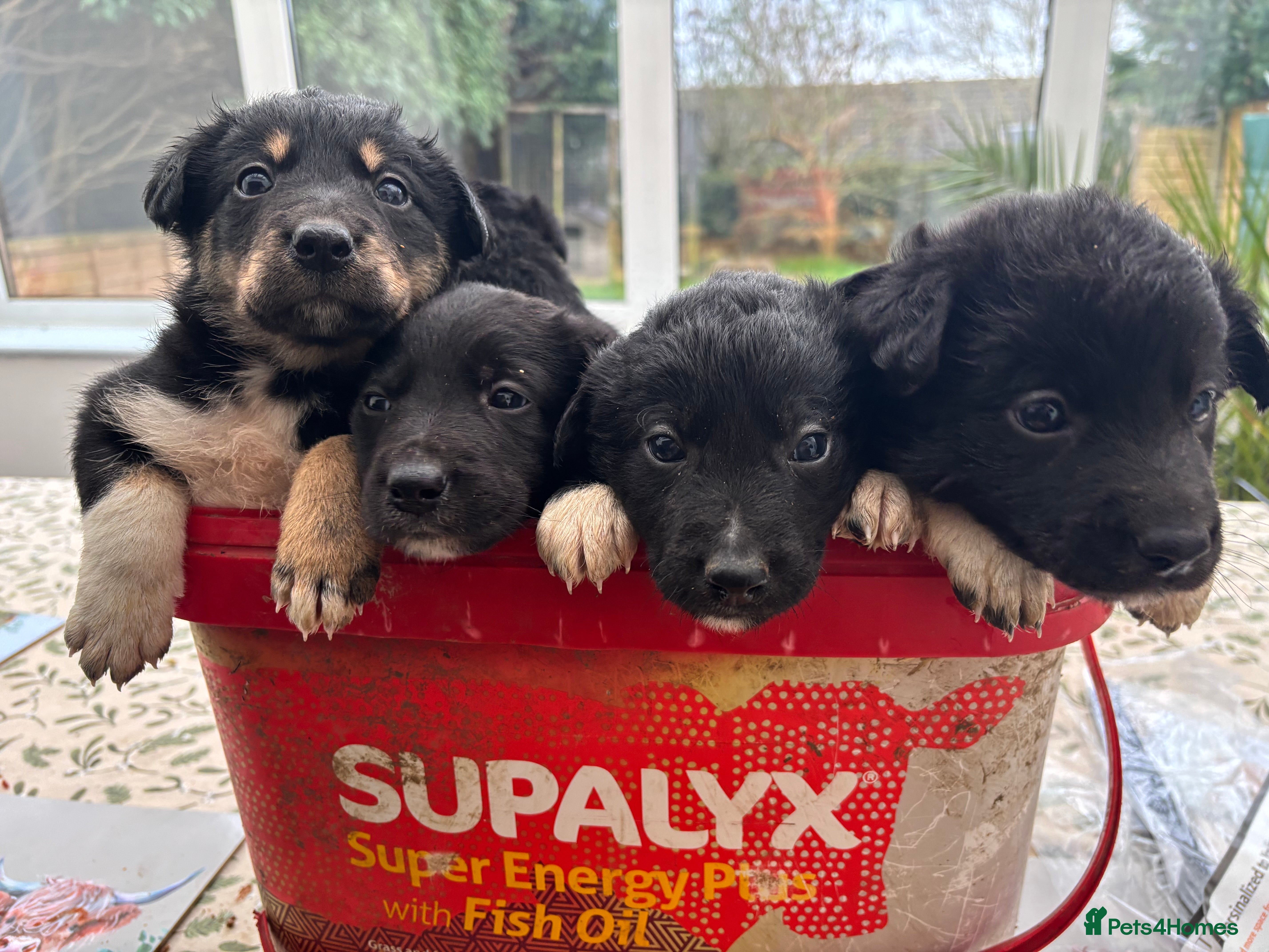 Mixed Breed dogs COLLIE X HUNTAWAY PUPPIES - Advert 4