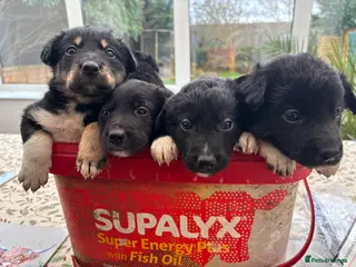 Mixed Breed dogs COLLIE X HUNTAWAY PUPPIES - Advert 4