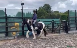 Irish Cob horses for sale: 14.2hh 5yo Black and white cob mare ride  - Image 1