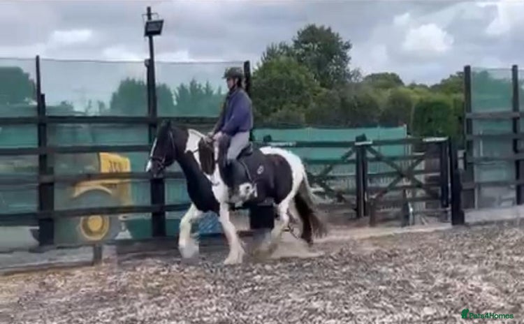 Irish Cob horses - Advert 8