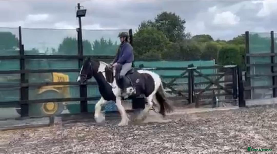 Irish Cob horses for sale: 14.2hh 5yo Black and white cob mare ride  - Image 1