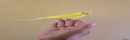 Budgerigars birds for sale: Hand tamed baby budgies for sale  - Advert 23