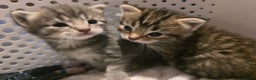 Mixed Breed cats for sale: Long haired tabby kittens.  - Advert 6