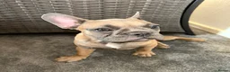 French Bulldog dogs for sale: French Bulldog  - Advert 6