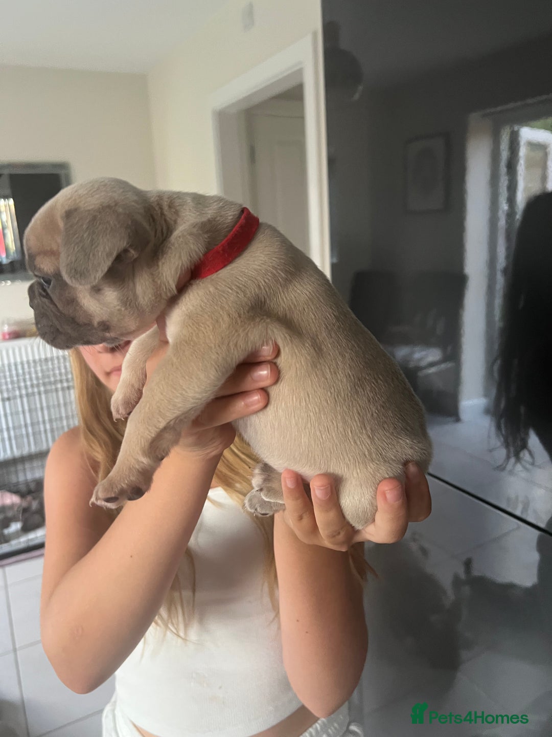 French Bulldog dogs for sale: Ready to leave on the 12th of September - Image 31