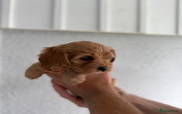 Cavapoo dogs for sale: 6 Beautiful Toy Cavapoo Girls  - Image 11