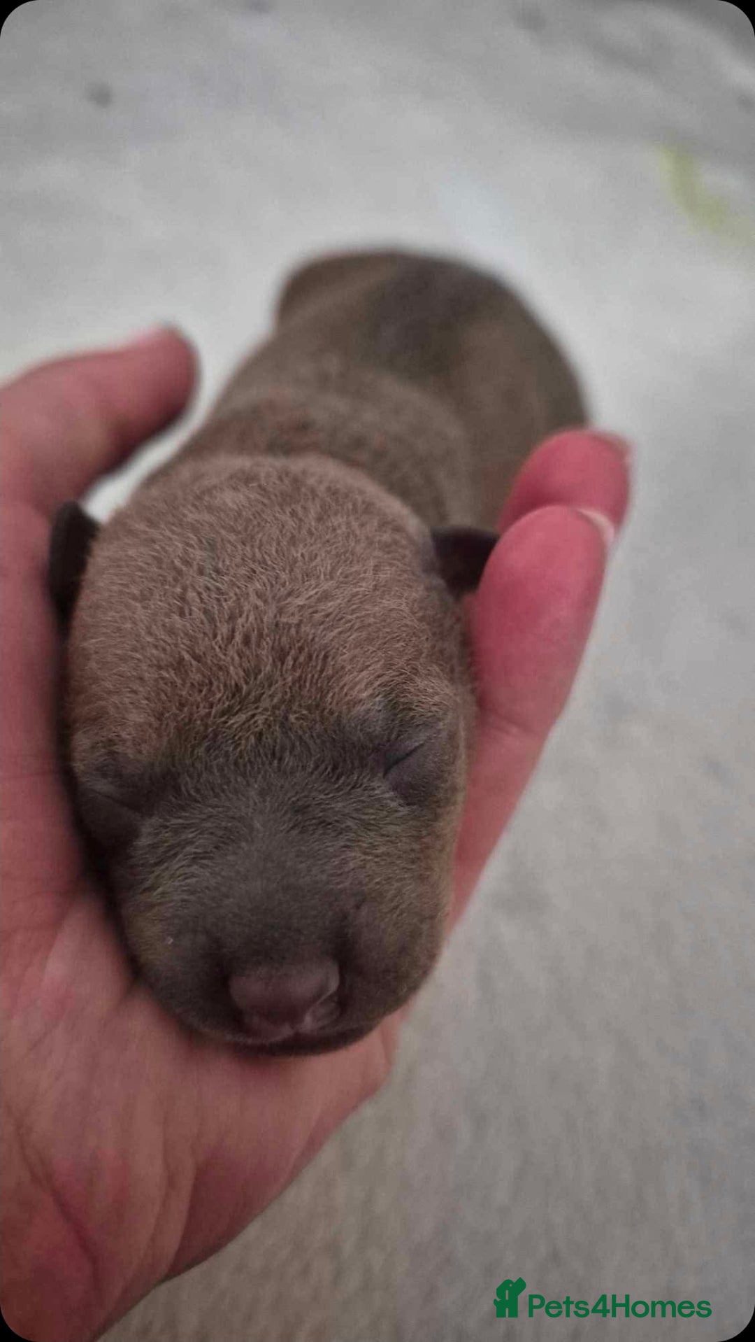 Mixed Breed dogs for sale: American hairless puppy - Image 4