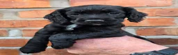 Cocker Spaniel dogs for sale: Stunning Working Cocker Spaniel Pups - Advert 4