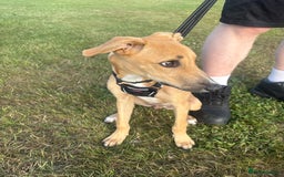 Mixed Breed dogs for sale: Woody - Image 2