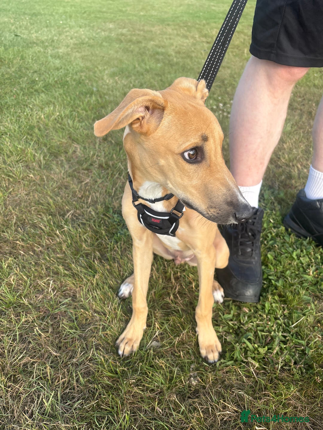 Mixed Breed dogs for sale: Woody - Image 2