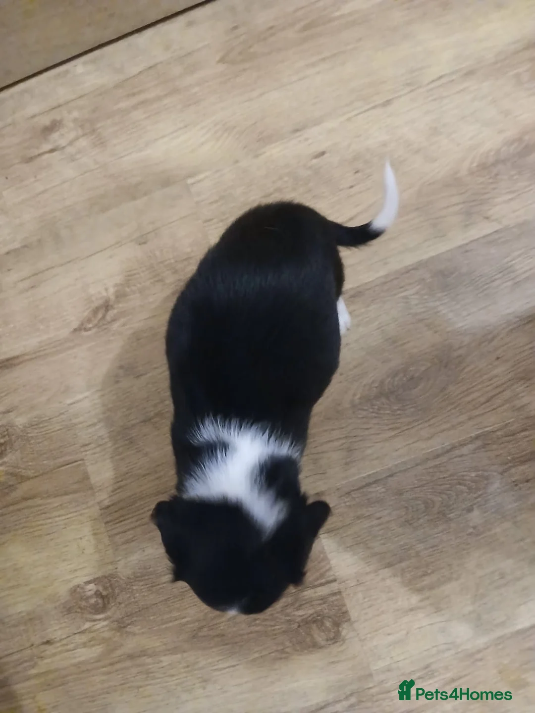 Mixed Breed dogs for sale: Beautiful Collie x Sprocker Puppies - Advert 16