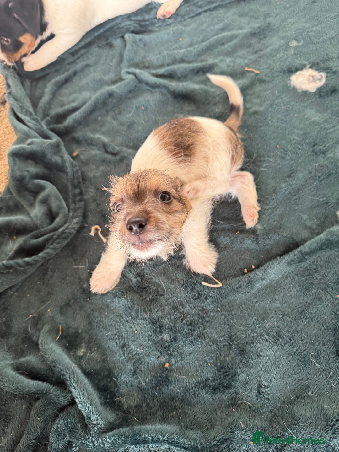 Jack Russell dogs for sale: Jack Russell puppies rough/smooth coat ready now  - Image 7
