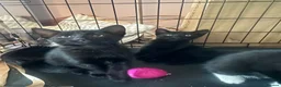 Mixed Breed cats for sale: Two kittens  - Advert 4
