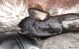 Rex rabbits for sale: Beautiful Rex and Mini lop cross breed 🐰 bunny's  - Image 2