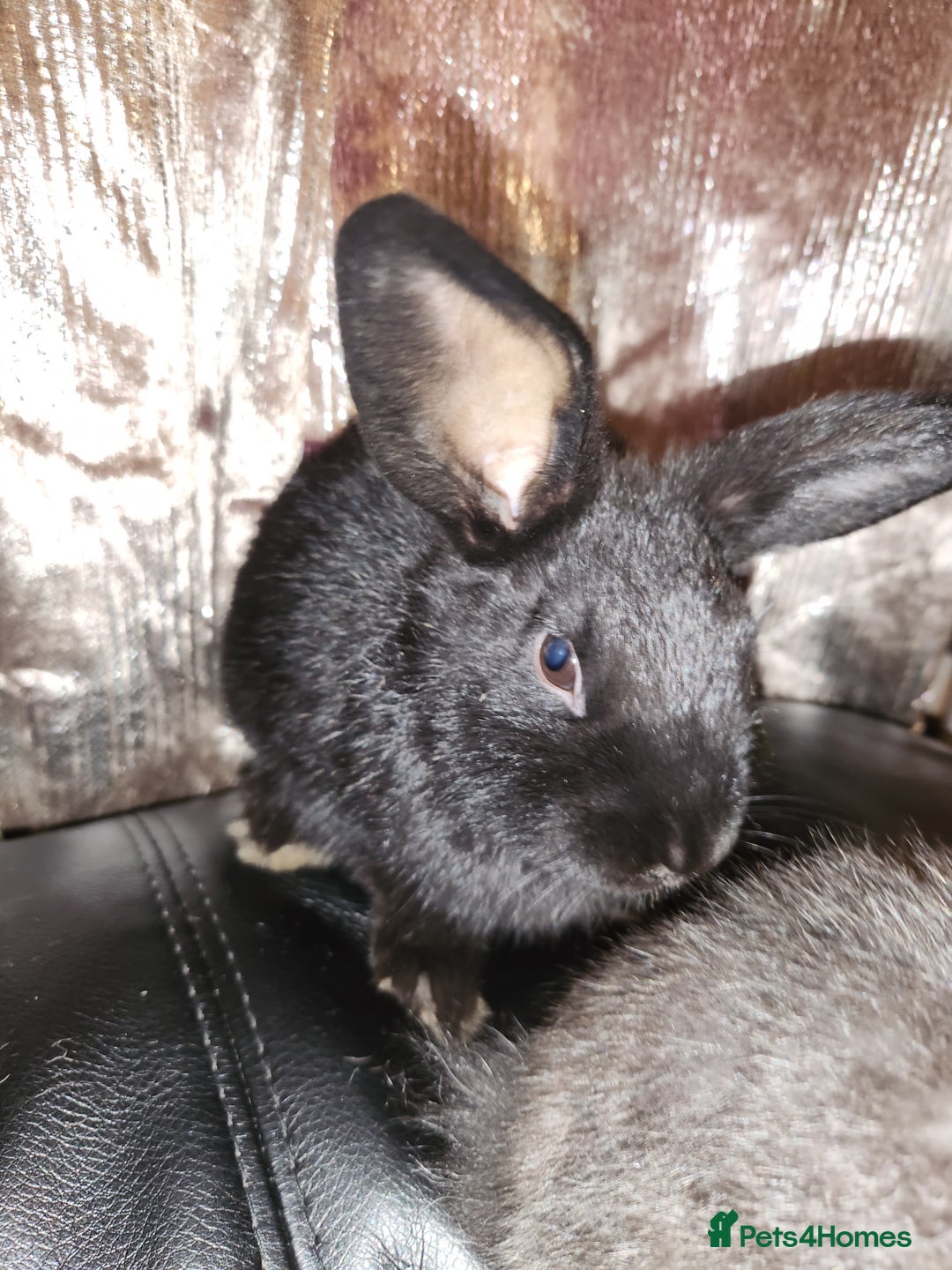 Rex rabbits for sale: Beautiful Rex and Mini lop cross breed 🐰 bunny's  - Image 2