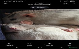 Rat rodents for sale: 4 bonded female rats  - Image 8