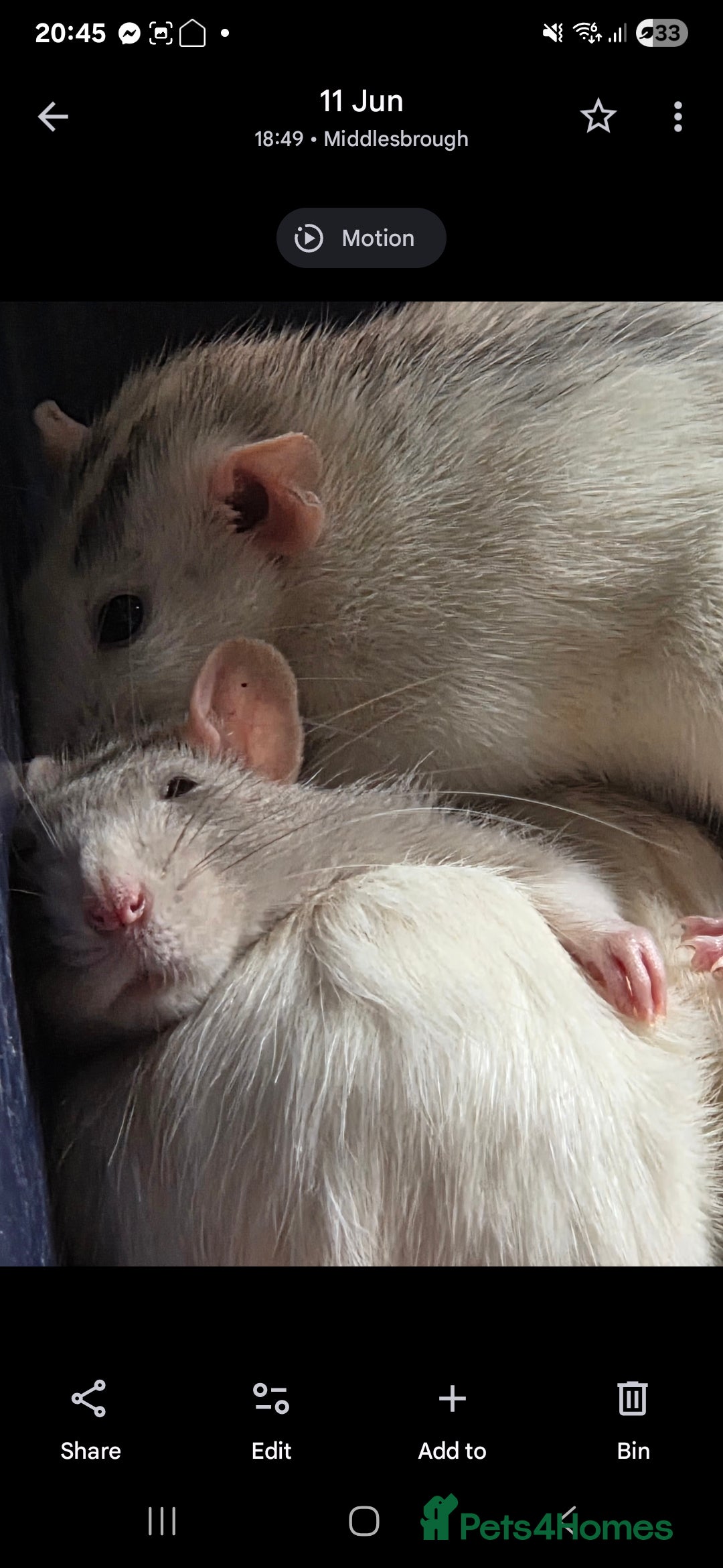 Rat rodents for sale: 4 bonded female rats  - Image 8