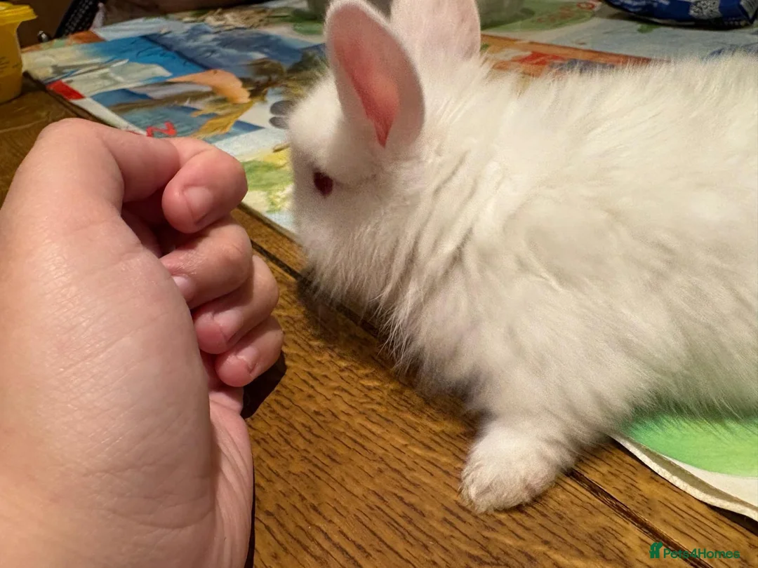 Lionhead rabbits for sale: URGENT URGENT NEED GONE ASAP BUNNIES 12 BUNNIES in Newark - Advert 4