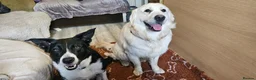 Mixed Breed dogs for sale: A litter of 10 beautiful Coltriever puppies - Advert 11